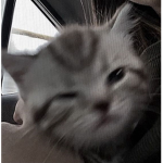 kyupli