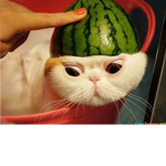 .The Water Melon Army.