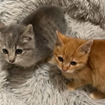 Kittie Kats!