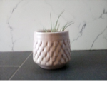 Potato plant:3