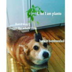 Bamboozled ;D
