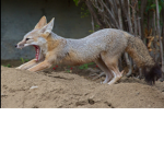The Night Fox Squad