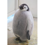 Penguins :d