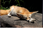 Fennec foxes unite