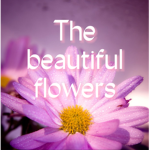 The beautiful flowers <3