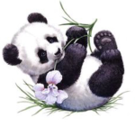 The Panda Bear Squad#