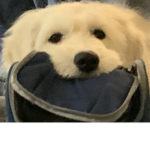 Doges will rule!