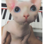 Thecrybabies