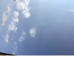Watermelon Buds