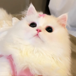 猫模式 !