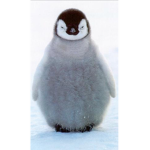 penguin: fan group