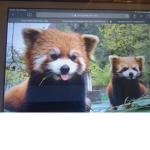 we all love redpandas