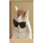 Chads_only
