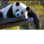 ppppanda