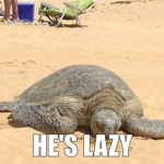 Turtle Awesomeness
