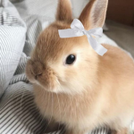 Buntastical Games