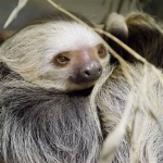 #Sloths are awesome