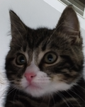 Kittens are the best thing in the world ever.