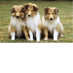 mini paws awsome group