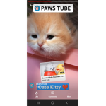 Take care of pets group