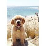 The Beach Puppies