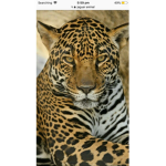 JAGUAR power