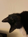 @animal-lifes-matter-