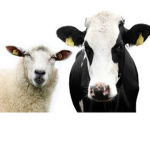 meow meow im a cow I said beep beep im a sheep