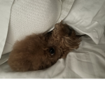 Meet yo doom
