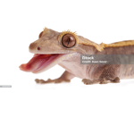 Ze Crested Gecko