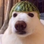 perro perro perro perro perro perro cachorro cacho