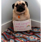 Dog Squad Group