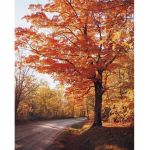 Orange Tree Clothing
