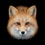 red_fox_group