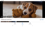 Dogs are incredable