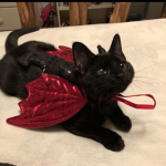 kittiensa