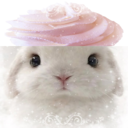ɓυɳɳι