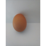 Gang egg