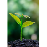 Environmental and Plant Group