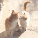 ʚ december ɞ