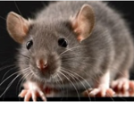 The rat plague