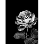 .+:Silver Roses:+.