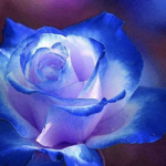 :FLOWER GANG: