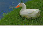 Duck. Army.