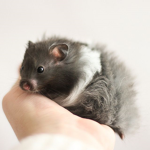 Hamster group (help others with hamster care)