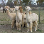 TheLlamagang