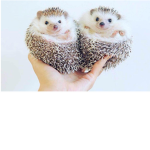 Hedgehog Clothing Brand