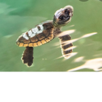 I love turtles and I love tortoise