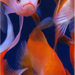 The FishWings