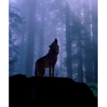 Les petit loup